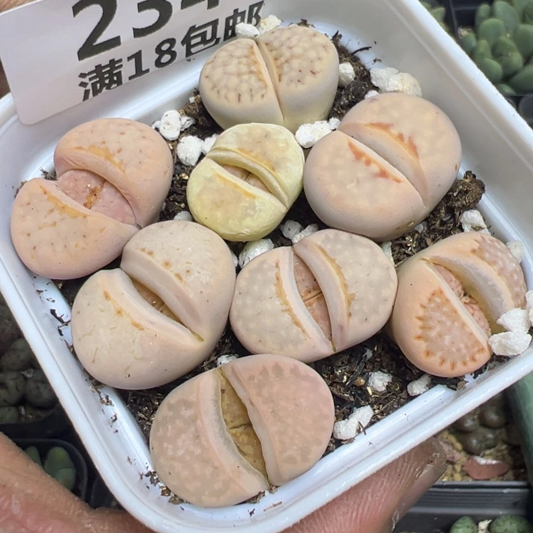 【闪购商品】 234。