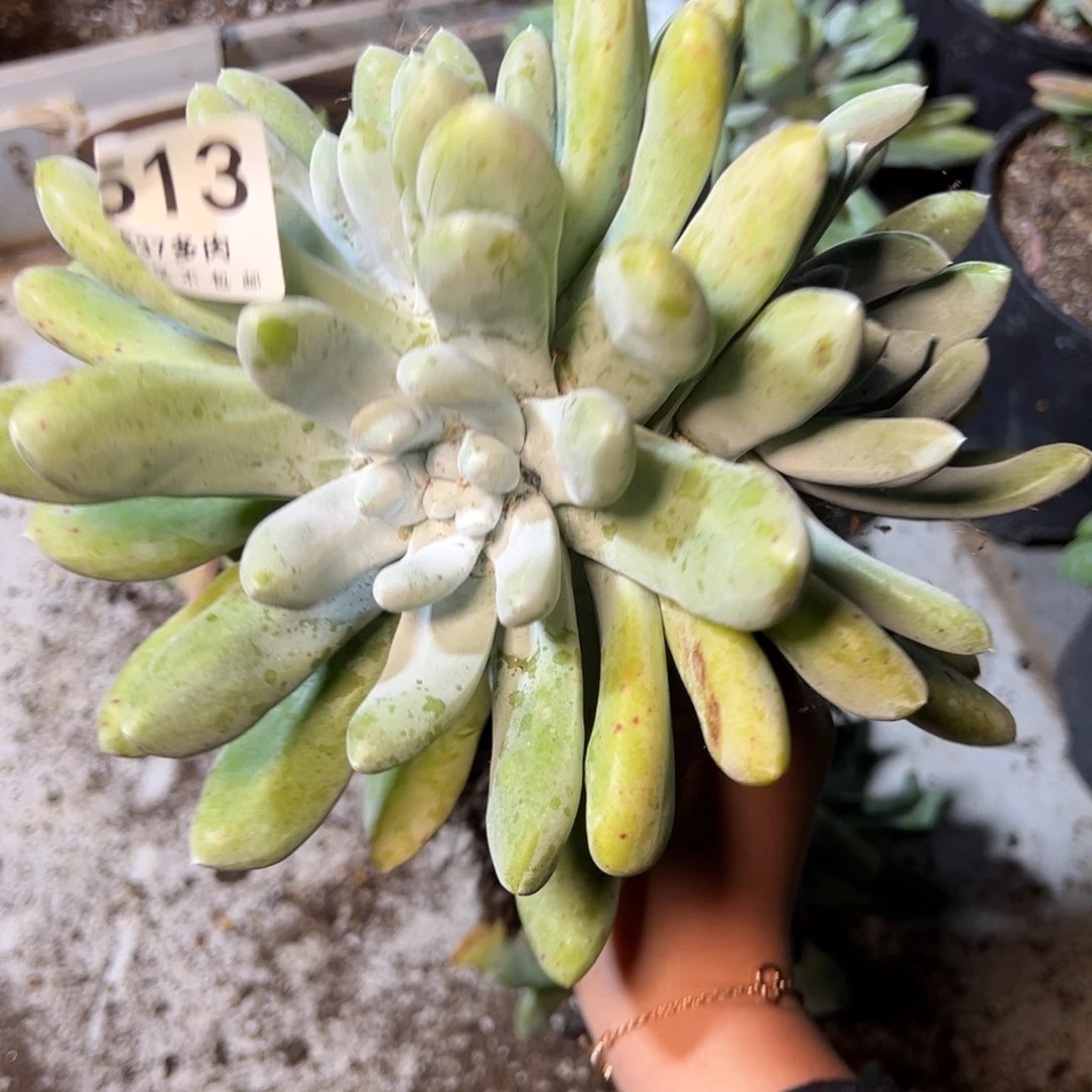 有**好1513哈哈哈哈哈哈哈哈哈哈