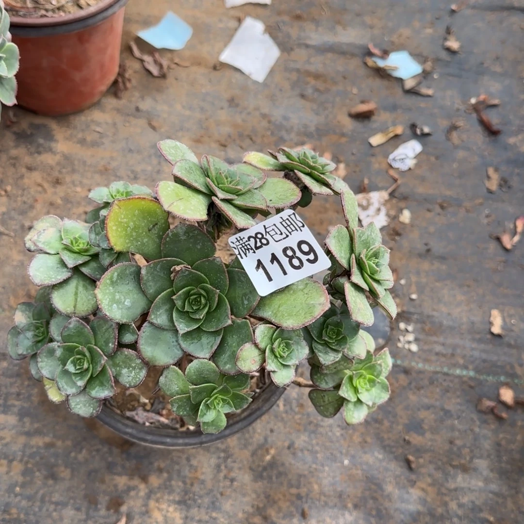 青衣多肉1189满28包邮断枝不包