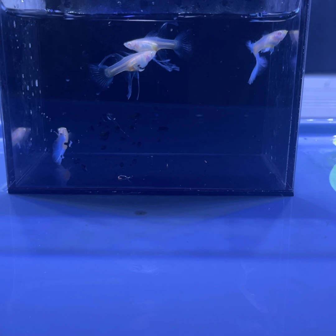 孔雀鱼大c两对开箱视频报损