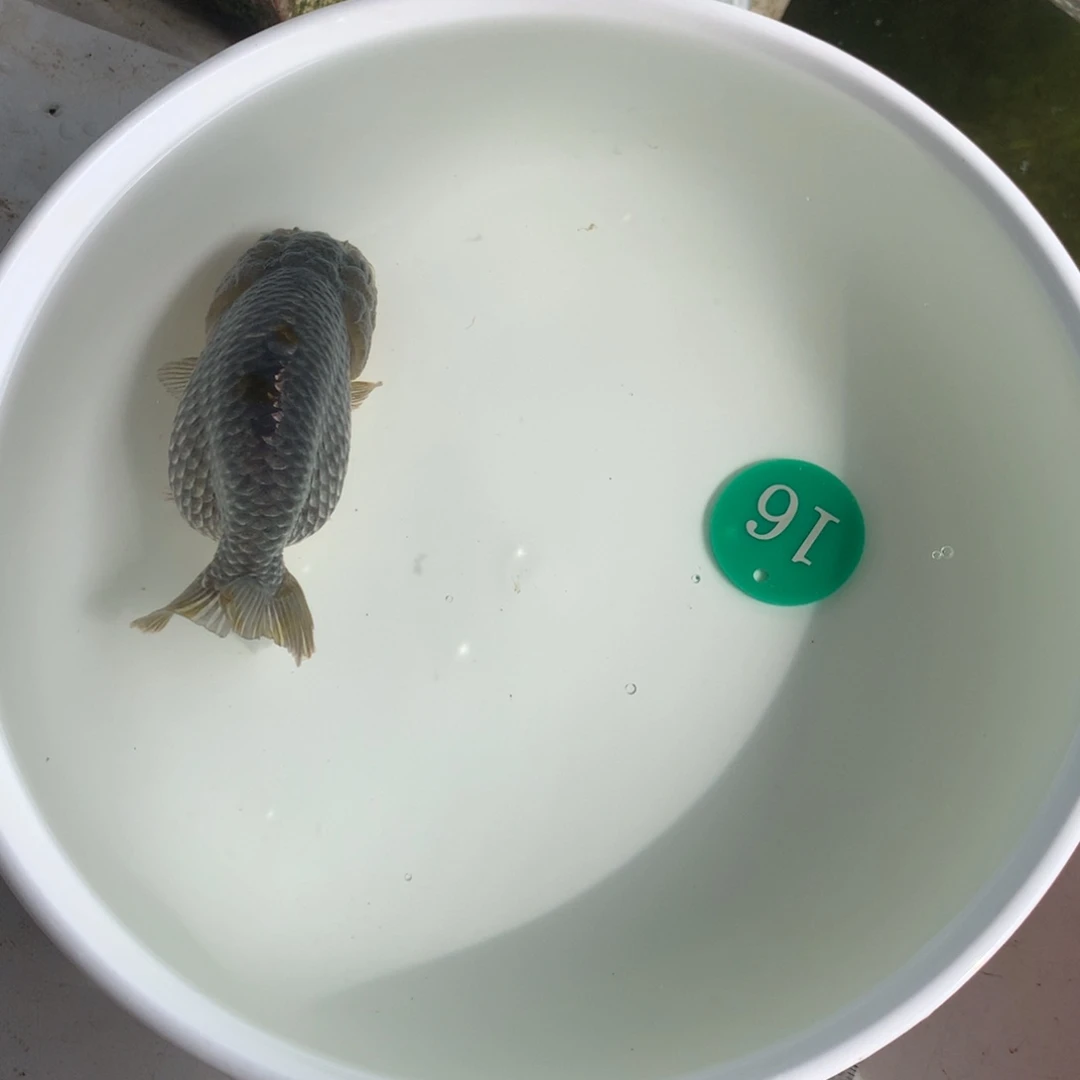 金鱼1111111111111111