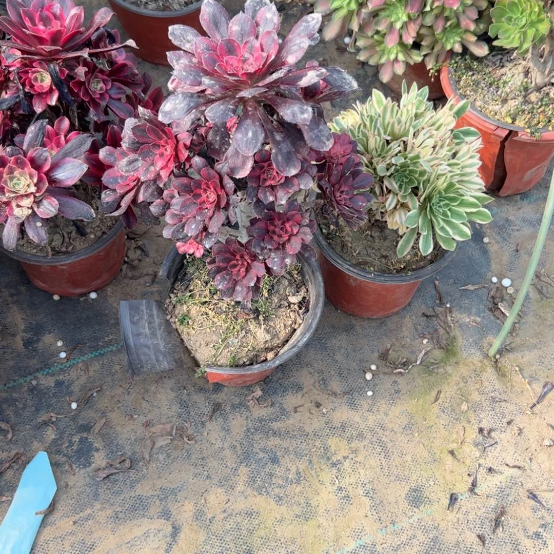 舒*你丽那多肉一物一拍50