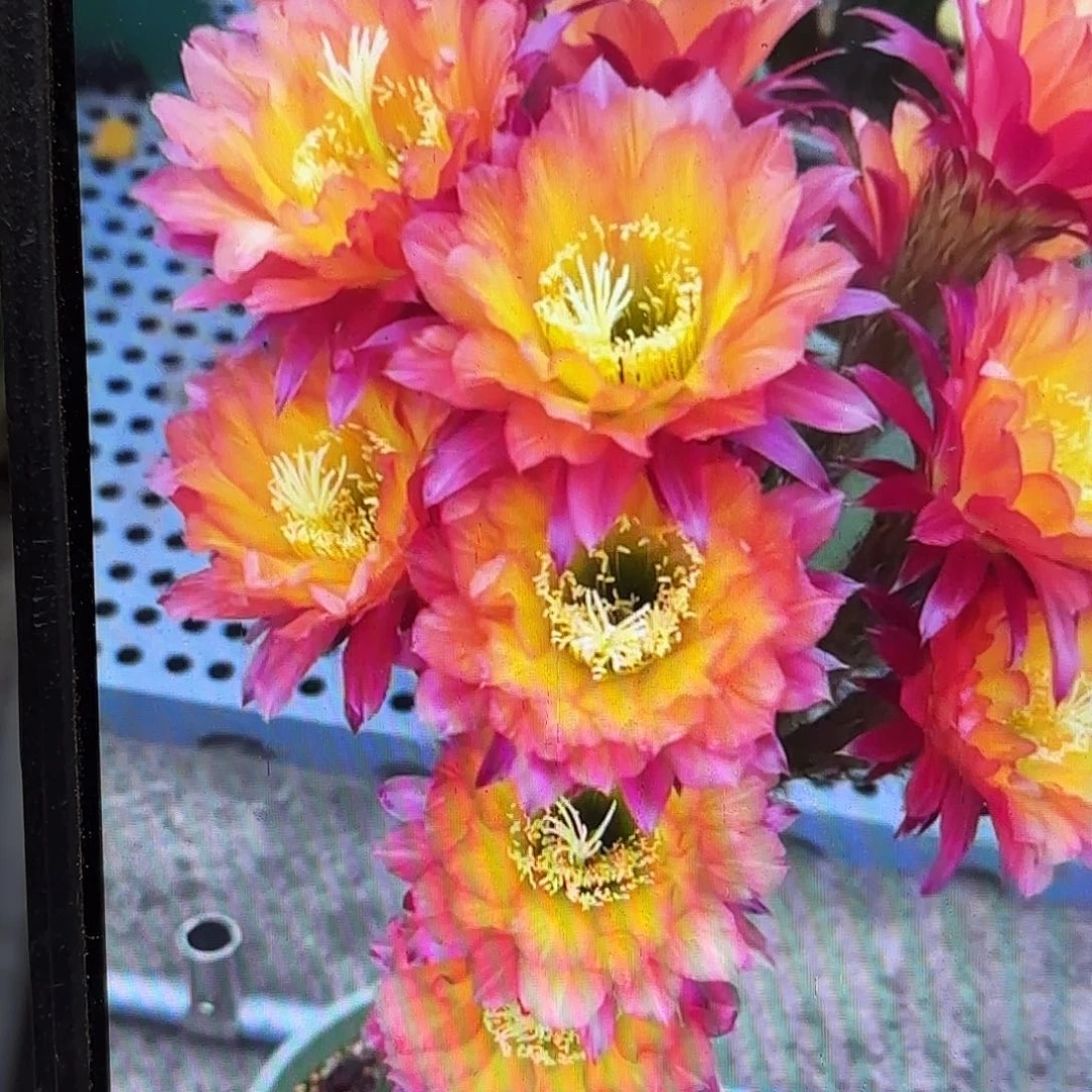 妹妹超级杏侧牙20包邮45