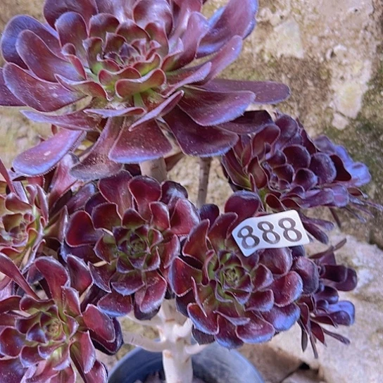 用***5多肉植物一个魔法
