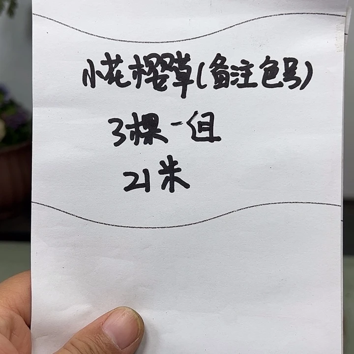 完全开放小花樱草3颗