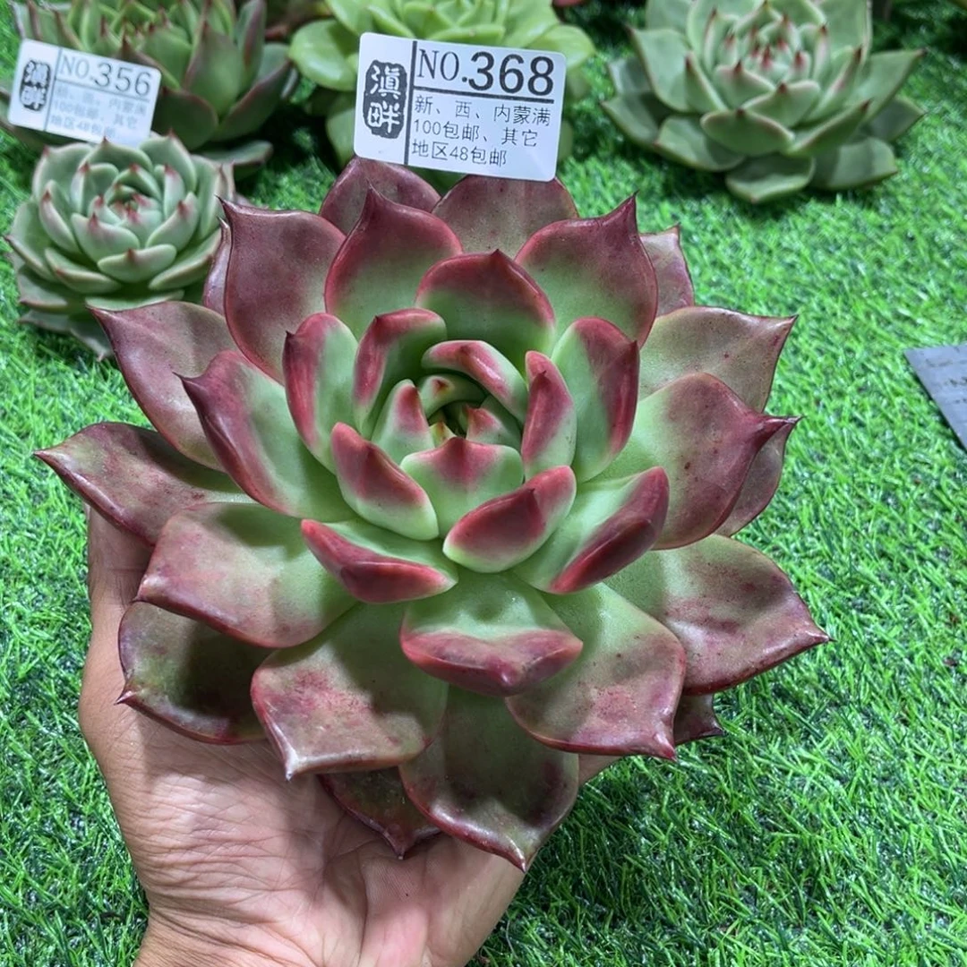 368………………………………红钻