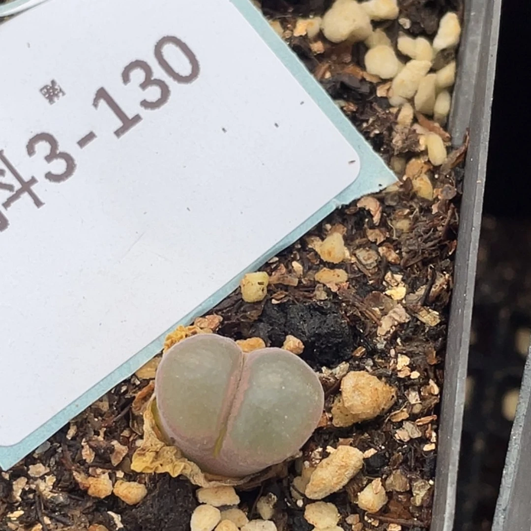 (****佩3-130小苗c10多肉植物