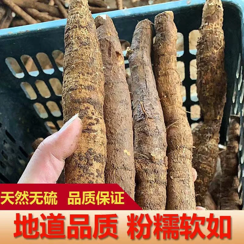 根茎部泡酒好家伙