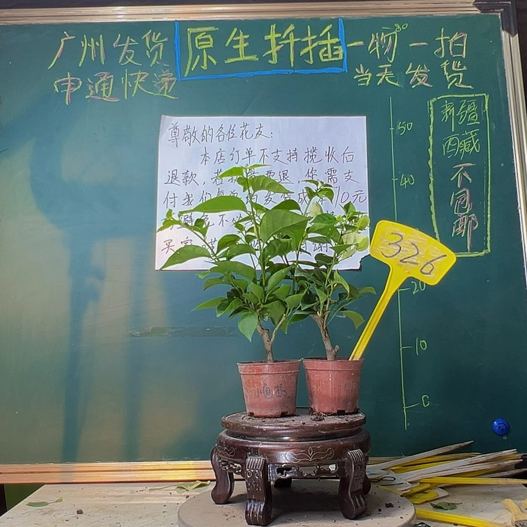 当前无花栽培后可以开花小画报掌中宝 绿樱掌中宝326