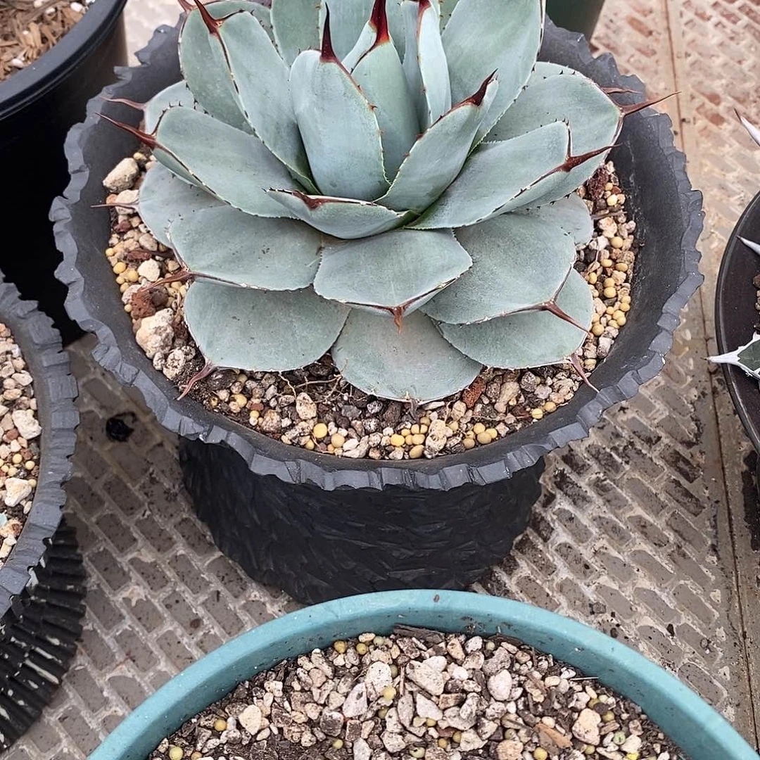 多肉植物龙蛇兰植物