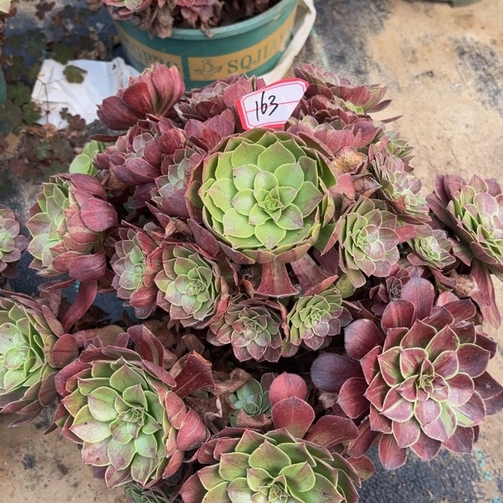 163花月夜多肉植物法师