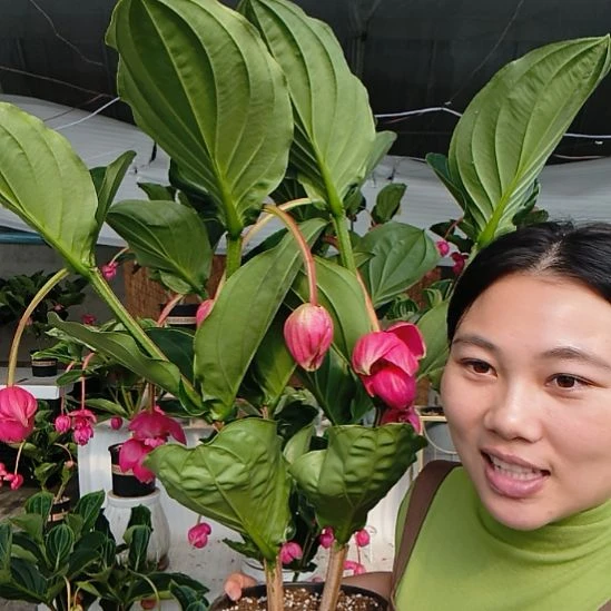 无花朵荷兰进口宝莲灯室内养护