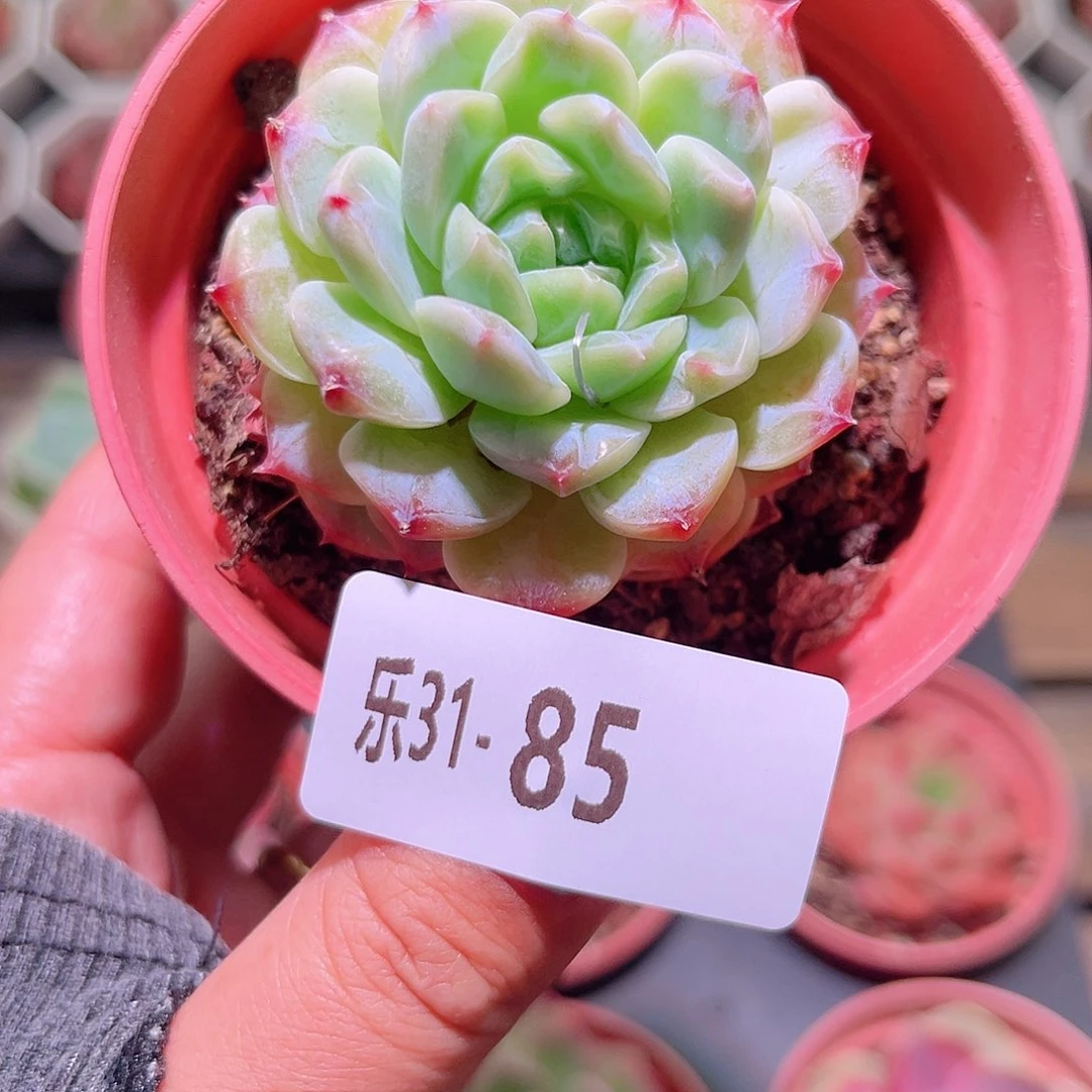乐然31-85 新品单头