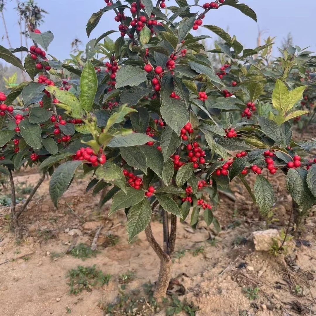 北美冬青盆栽冬青红果真花红果盆栽北美冬青树苗北美红冬青耐寒