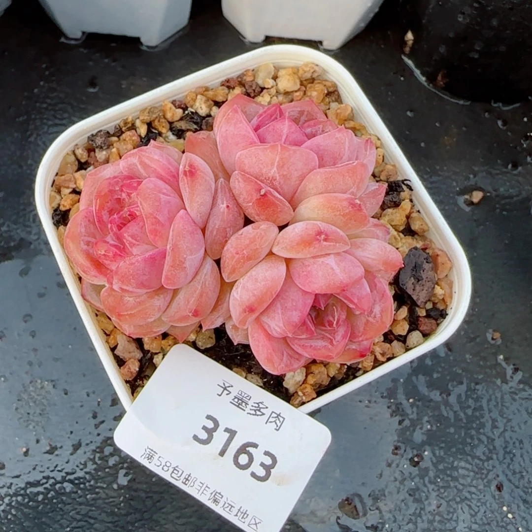 粉心魄，3163多肉