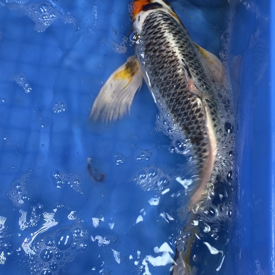锦鲤冷水锦鲤包邮