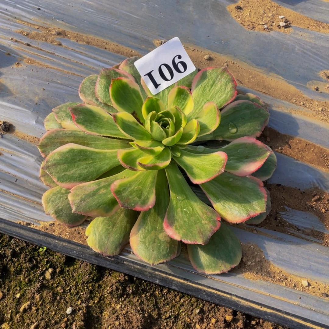 901粉冠多肉植物的