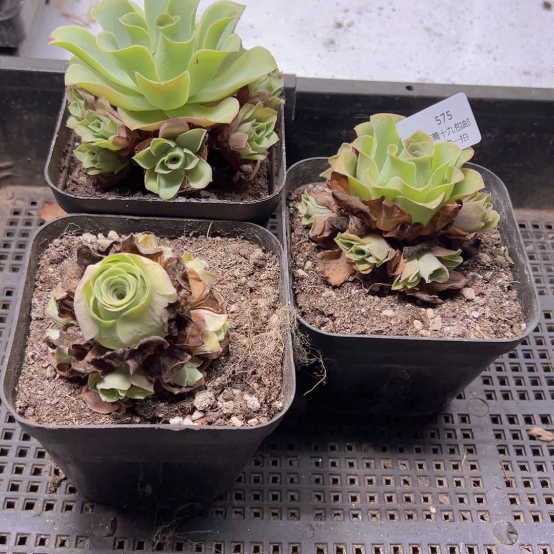 575 侧牙掉了不包损无售后