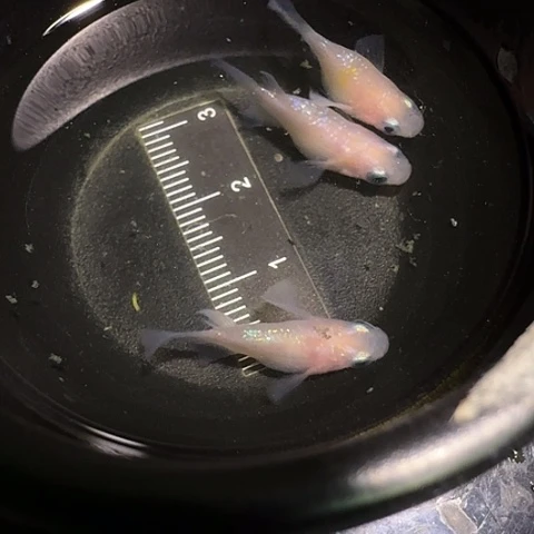 青鳉鱼一物一拍503