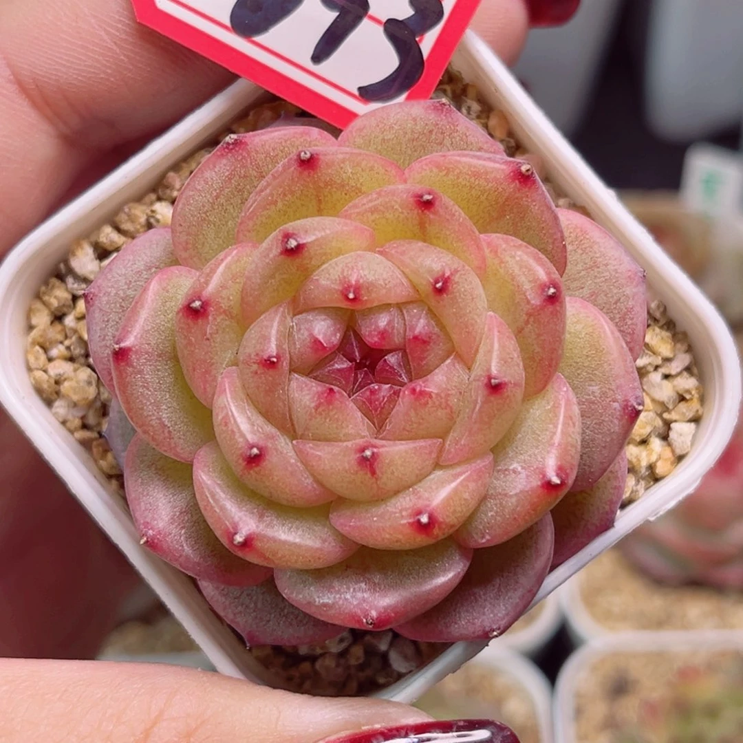 F693一物一拍 梦舟