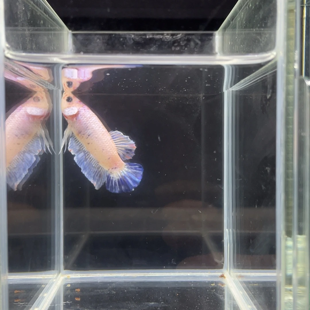 斗鱼39号荧光青花蝶边