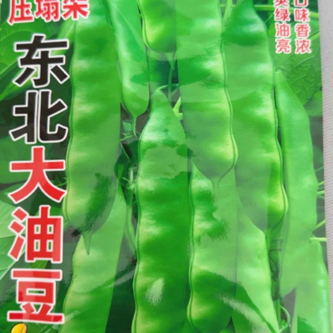 东北大油豆豆角种子（约80粒）