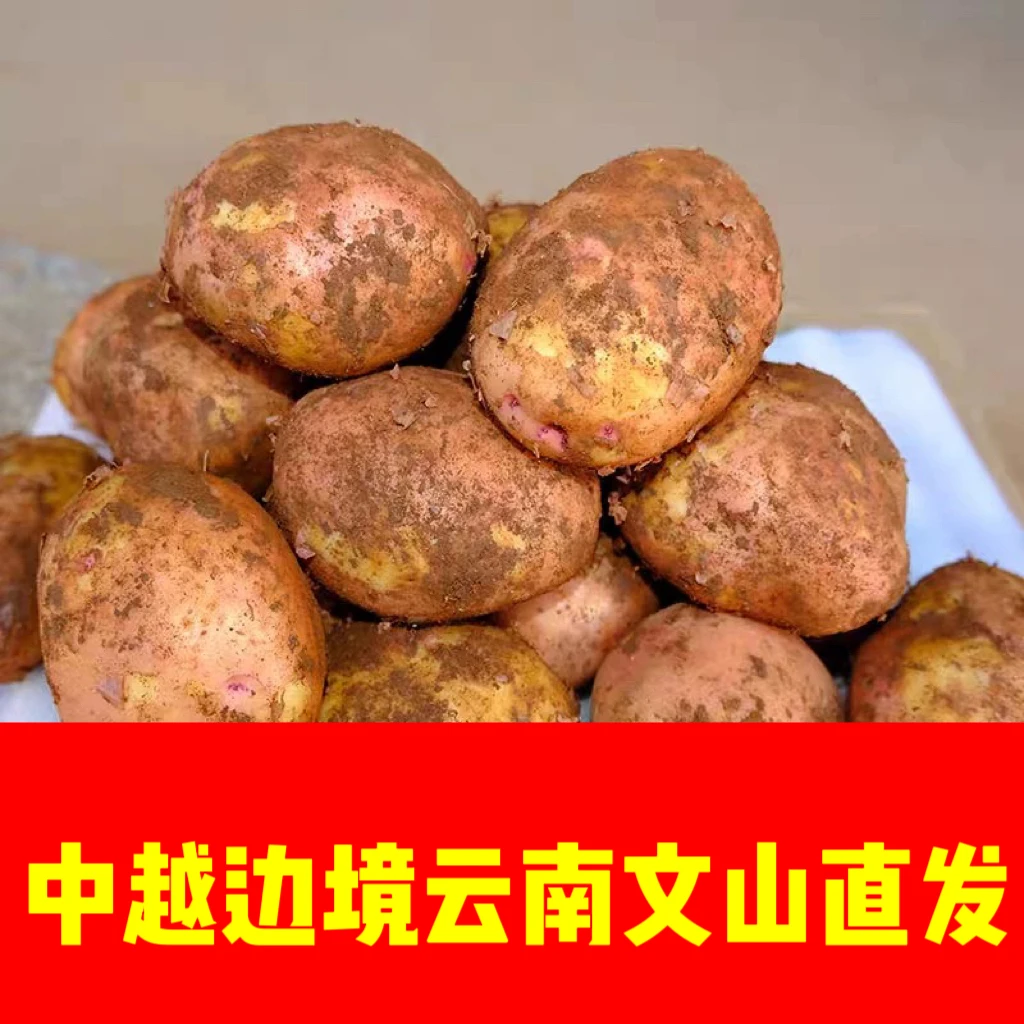 中越边境云南文山一寨一品农家88号红皮土豆