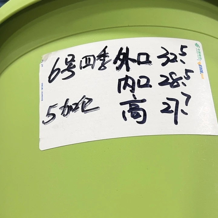 四季6号特价白色5个无托