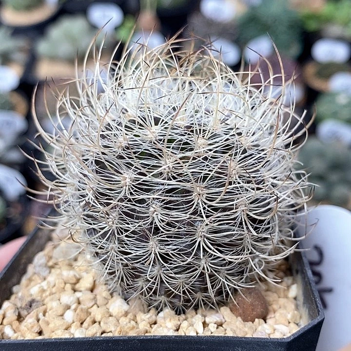 实生混乱玉205号5cm