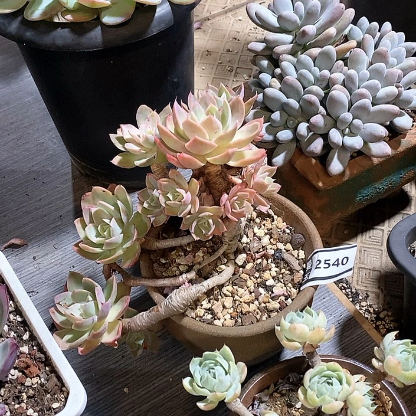 【闪购商品】丝绸面纱2540