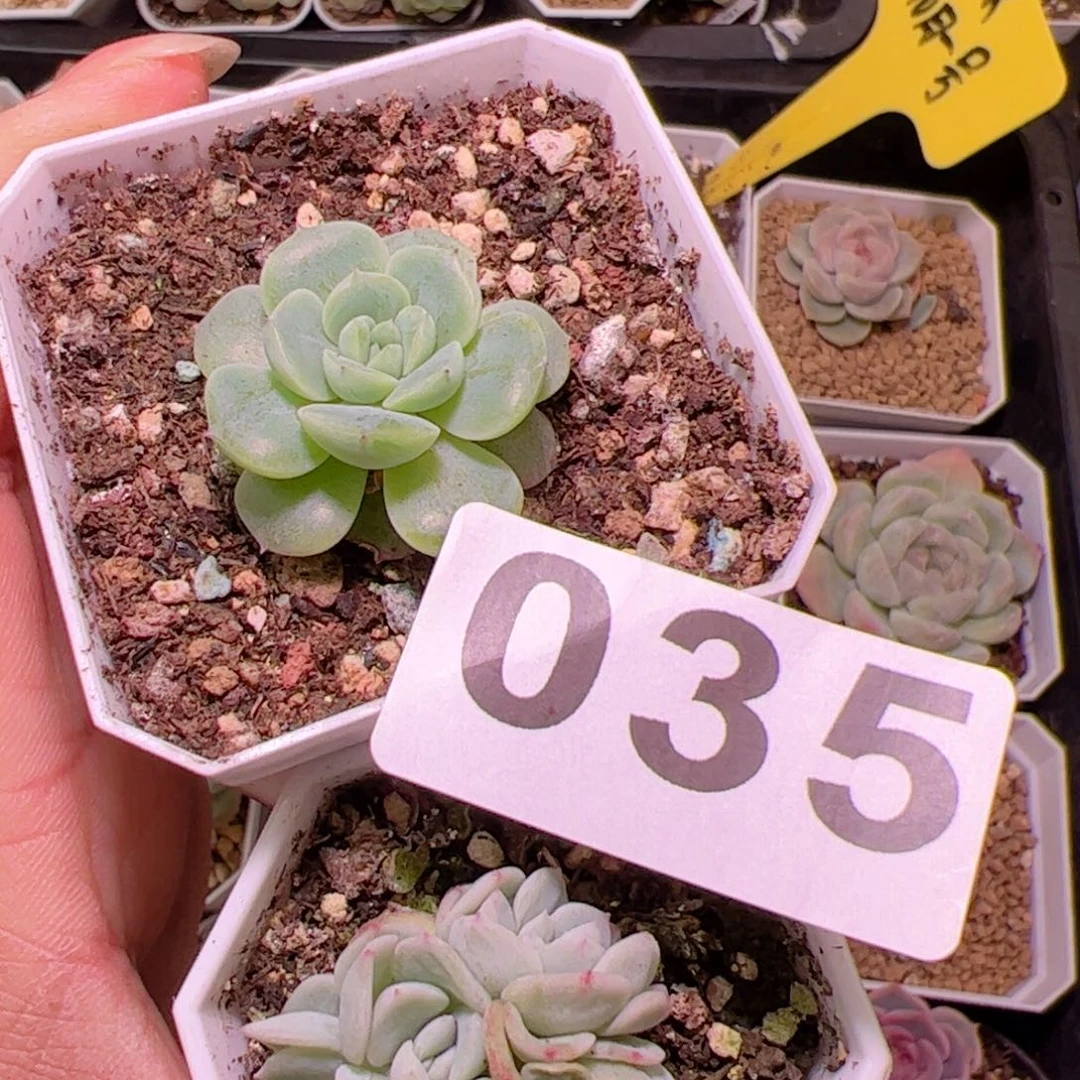 糖心甜拉拉多肉5颗组合