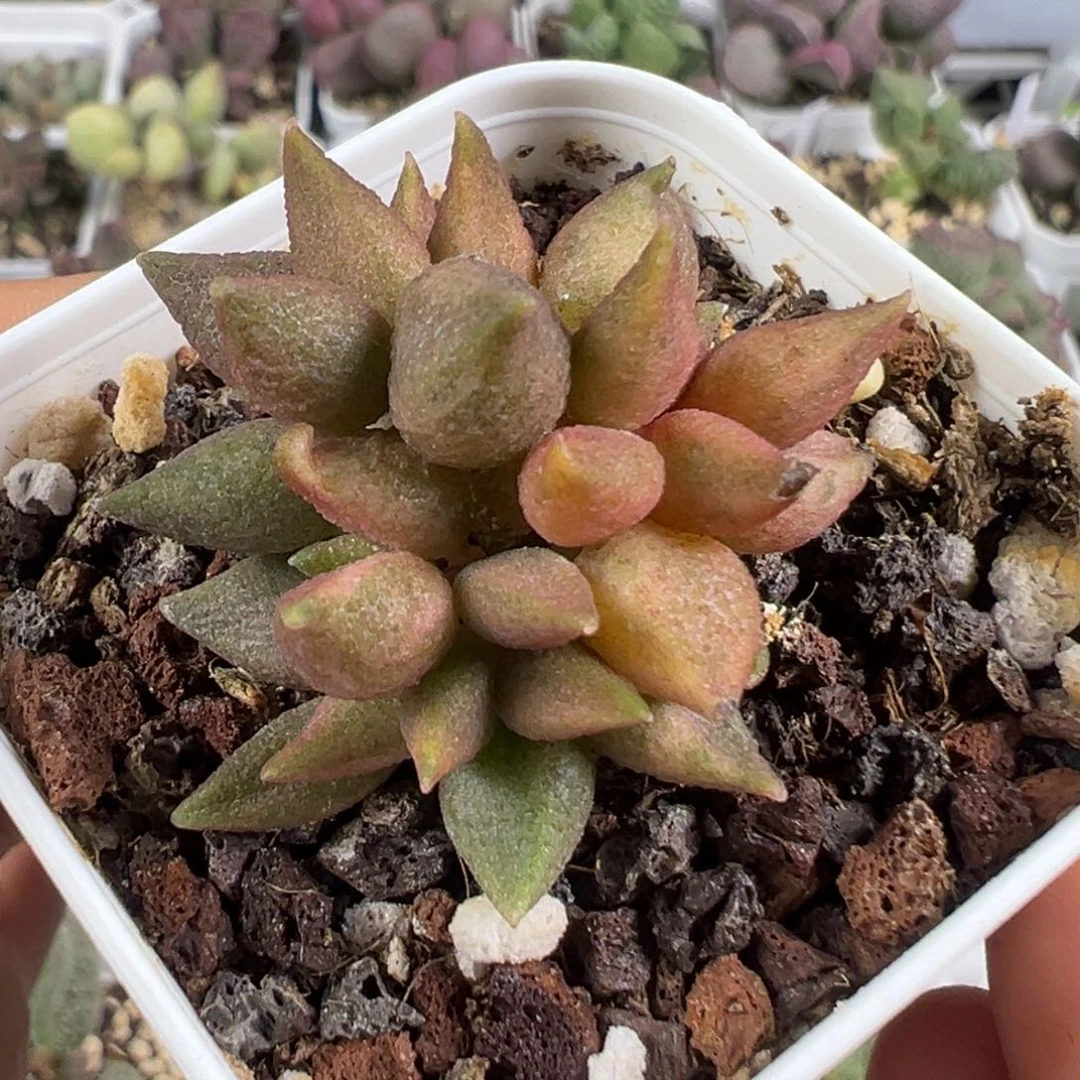 柠***肉w小辣椒锦多肉植物