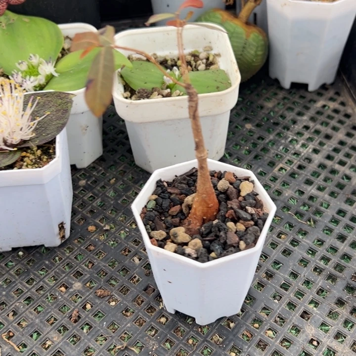 奇异油柑，一物一拍带盆