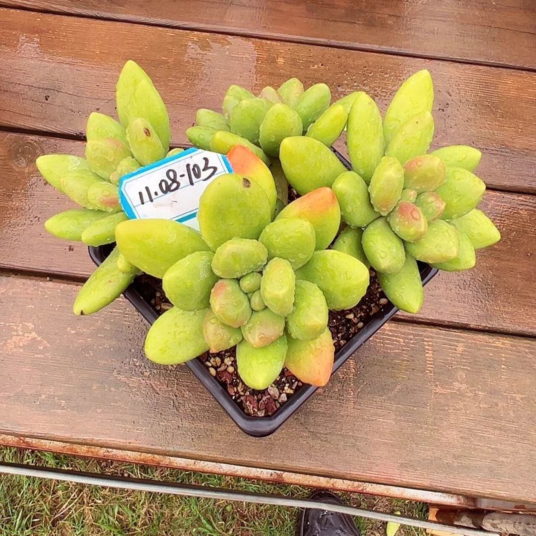 ༺***༻1108-103精控芒果奶