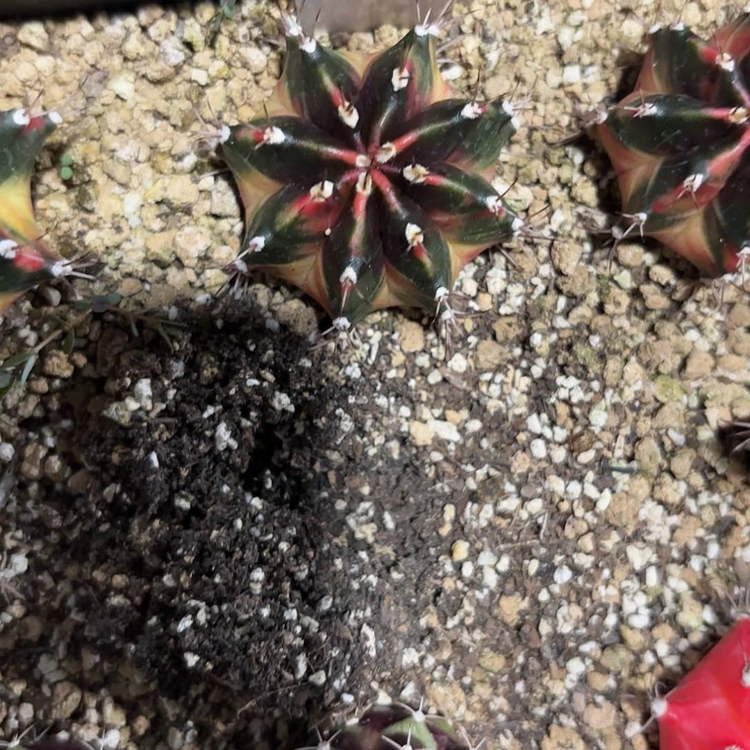 27-0629泰国发货多肉