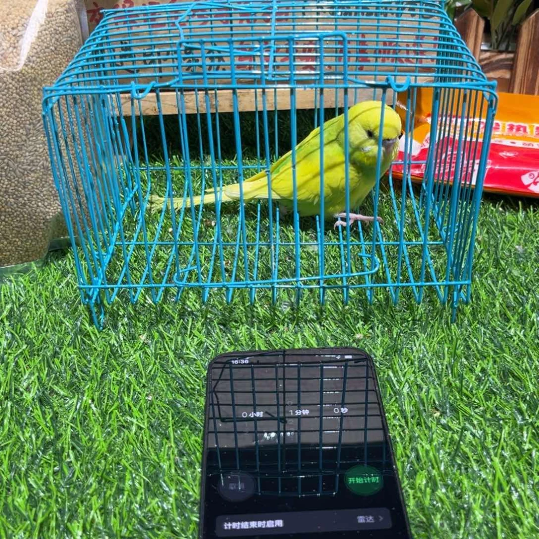 秀***人虎皮鹦鹉虎皮鹦鹉一只，一物一拍不退换竞拍