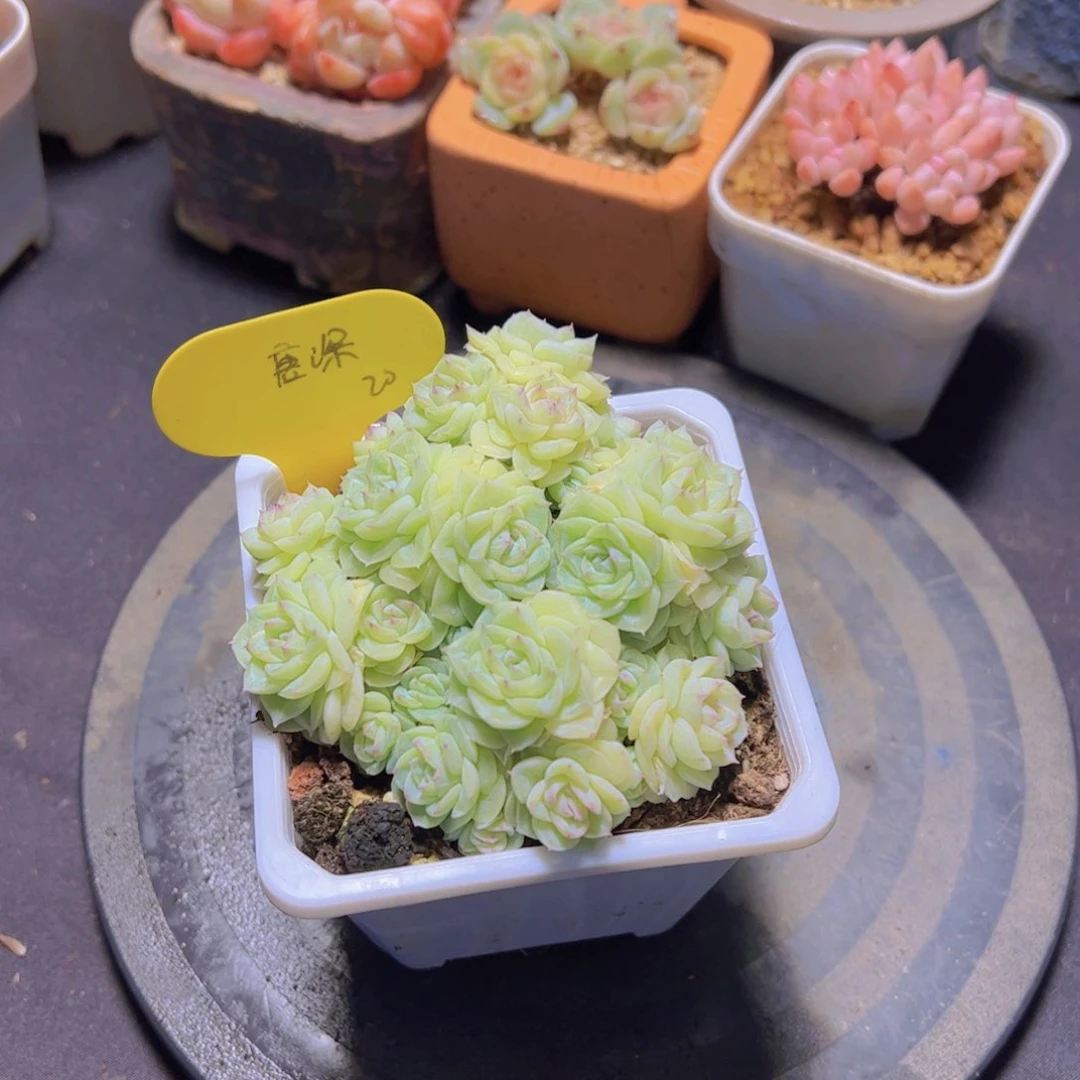 唐*白天鹅杂，多肉植物