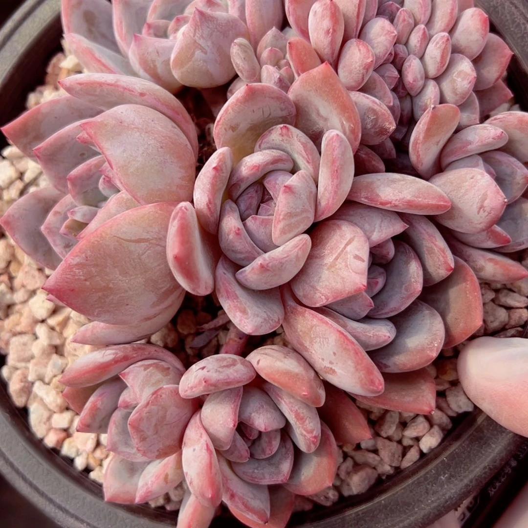 纯**璃纯纯琉璃多肉136石榴籽朵朵