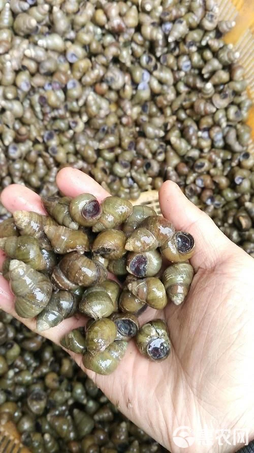 农家现挑小田螺肉！