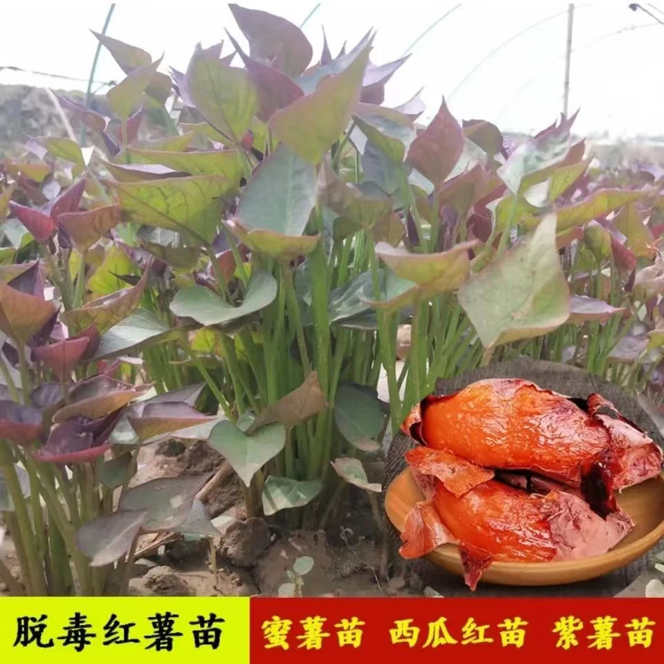 河南红薯苗西瓜红苗烟薯25苗高淀粉红薯苗商薯19苗红薯秧地瓜秧
