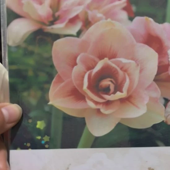 当前无花栽培后可以开花兰尼4厘米裸根球