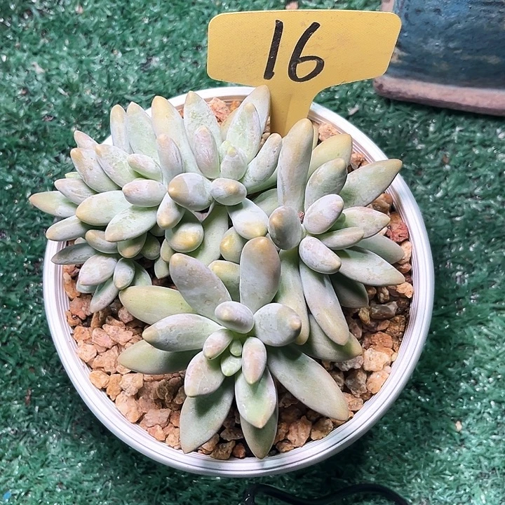 白兰地16号码牌子的话题