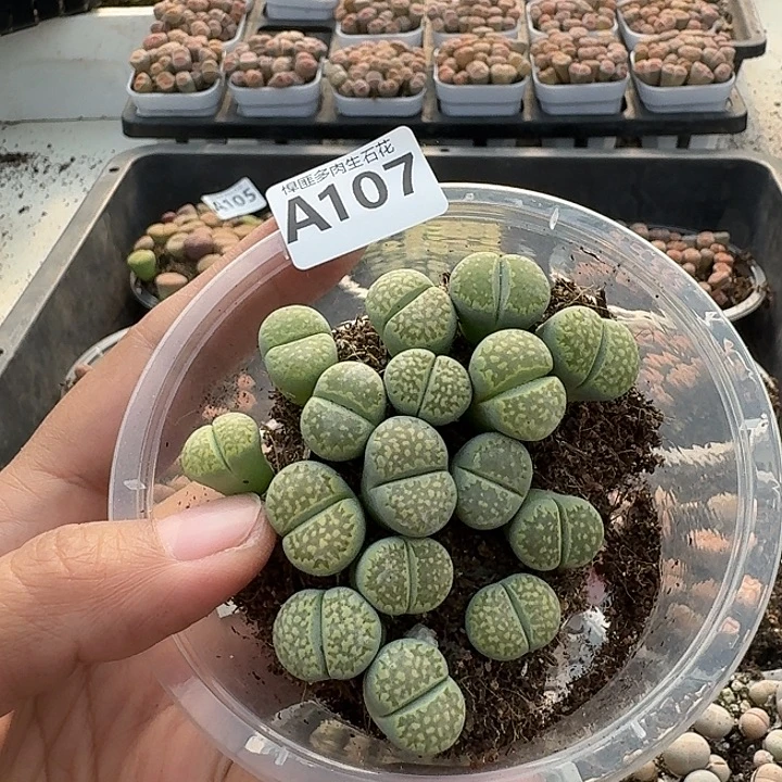 107多肉植物多肉植物