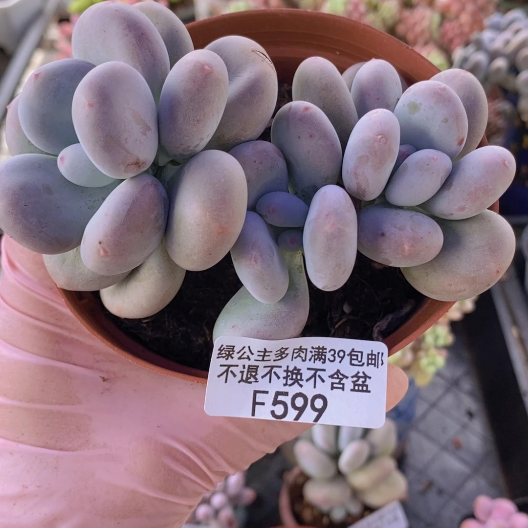 黄金大叶奶8cm599多肉