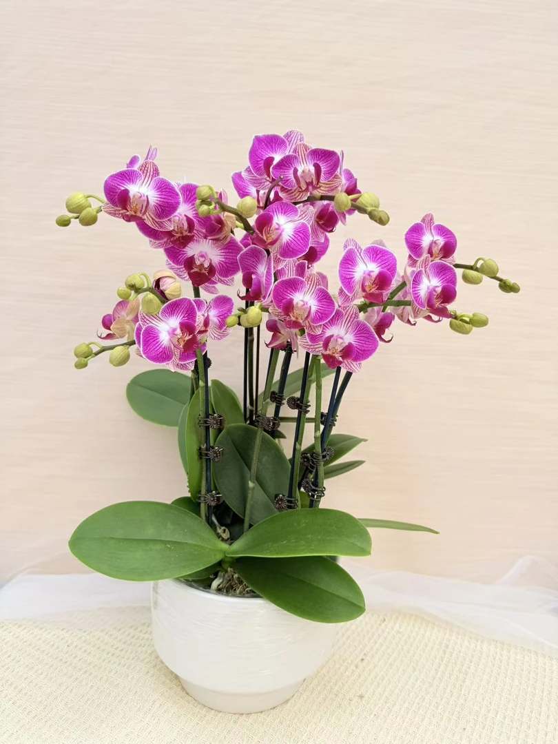 蝴蝶兰《富贵鸟》中型花 送人送礼佳品