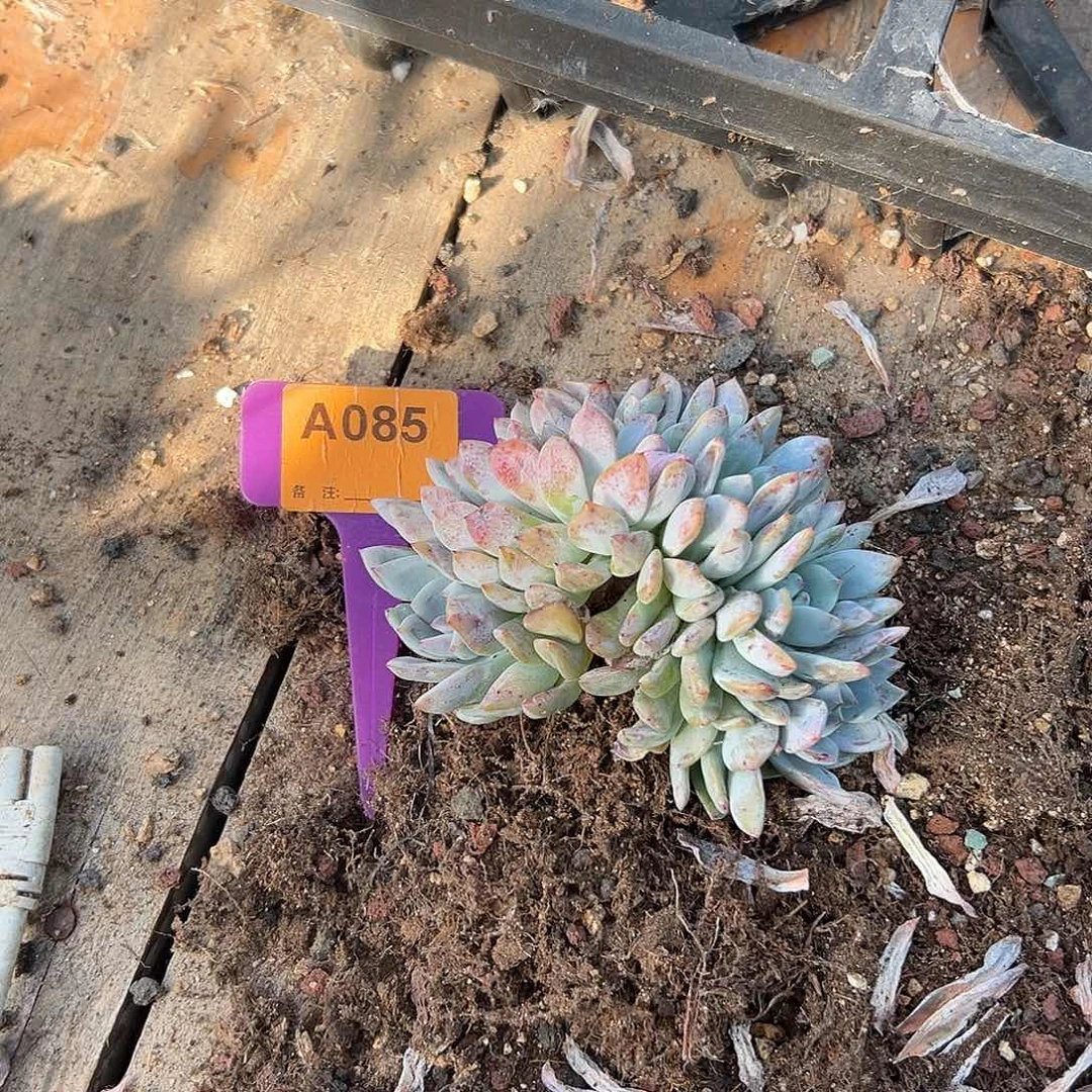 朵***使多肉植物一物一拍