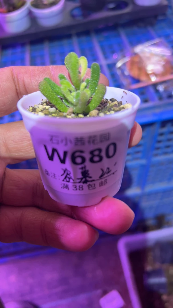 慕-小星星黄化锦-多肉植物枝干番杏