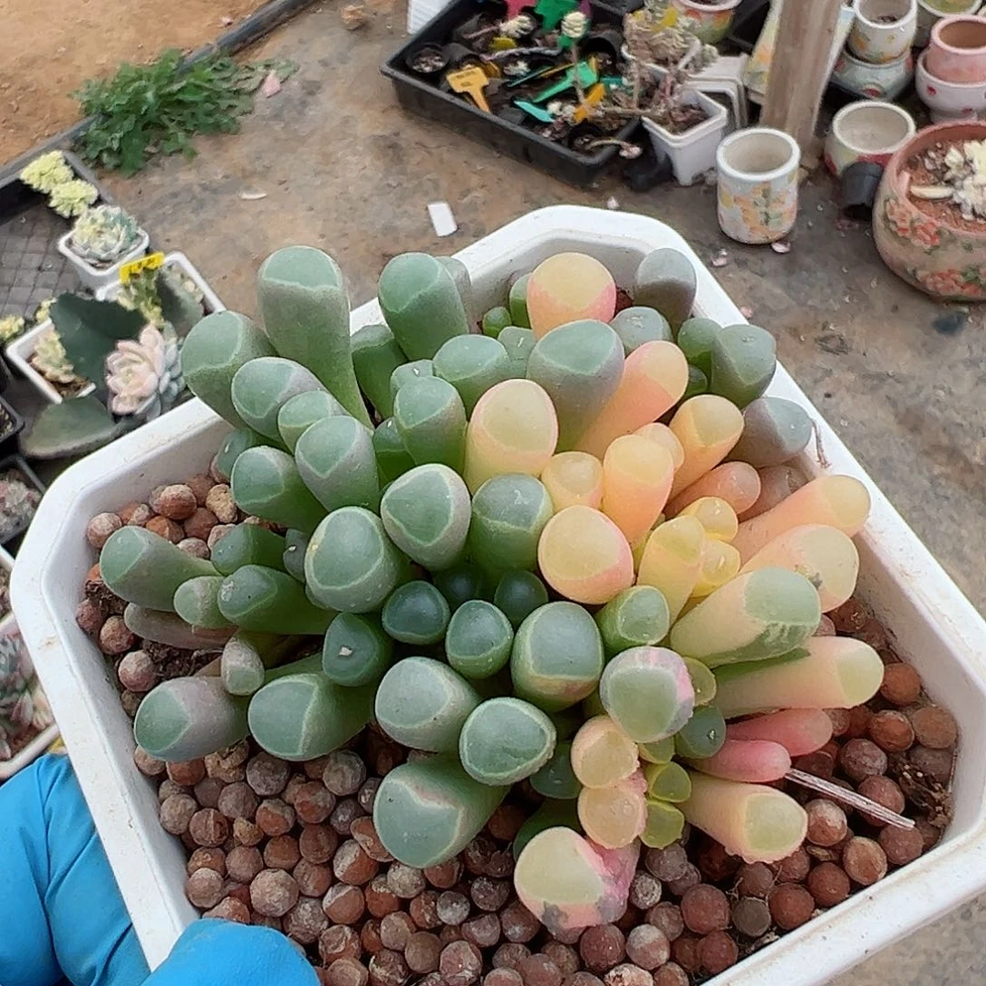 五十铃玉锦，多肉植物