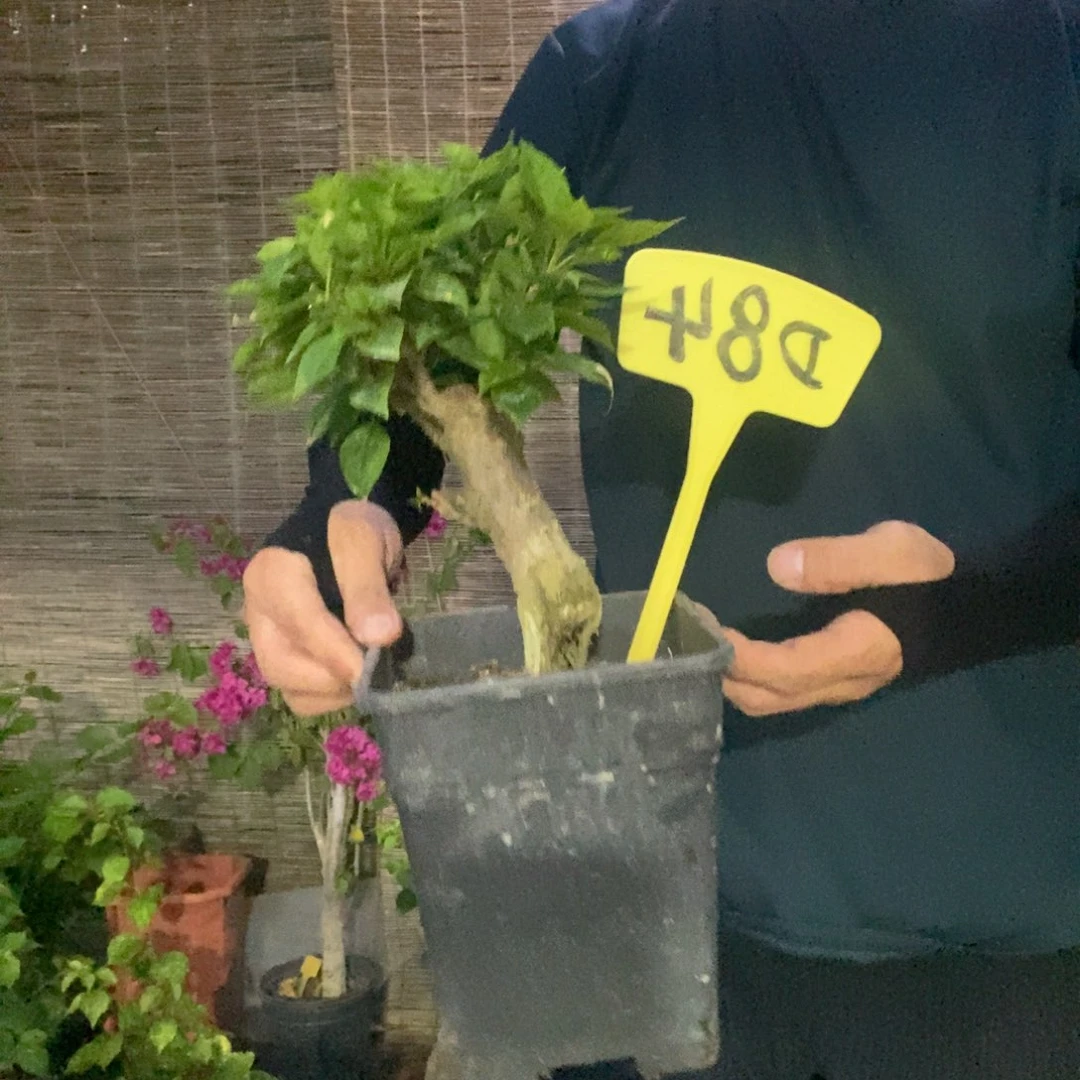 龙***影无花朵三角梅塔橙D84