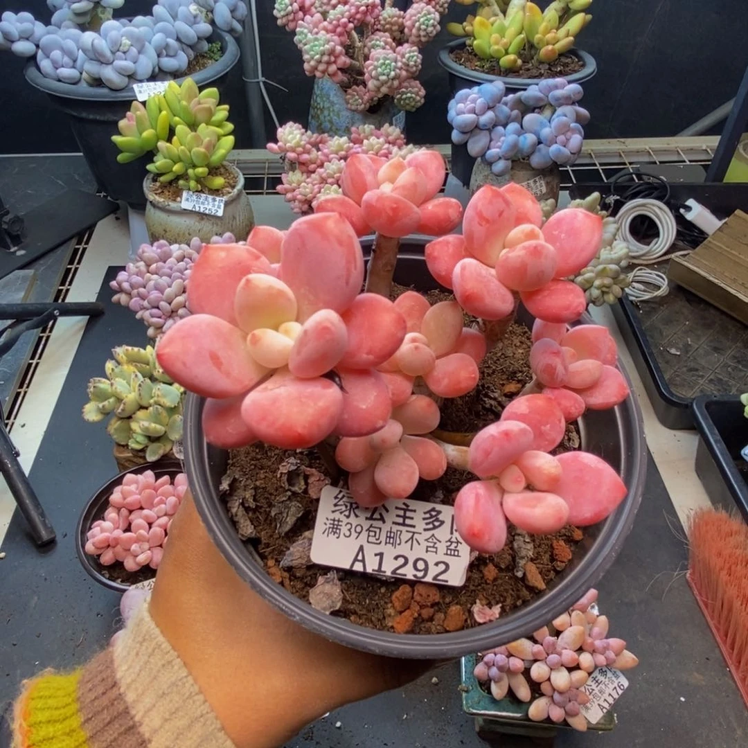 292樱花洛神多肉8c m